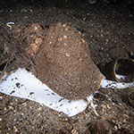 Buccinum undatum